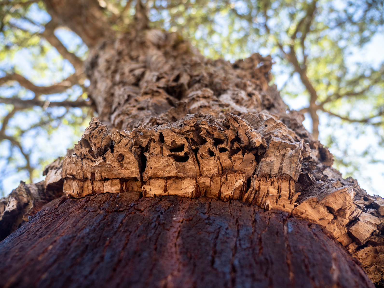 Cork material